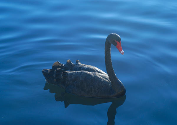 Swan close up