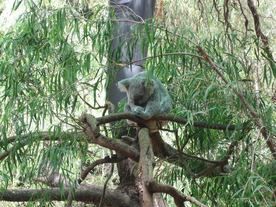 Nap time for Koalas