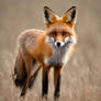 DreamUp Creation Wild fox