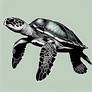 Sea Turtle
