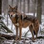 Red Wolf
