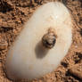 Broken Snail Shell