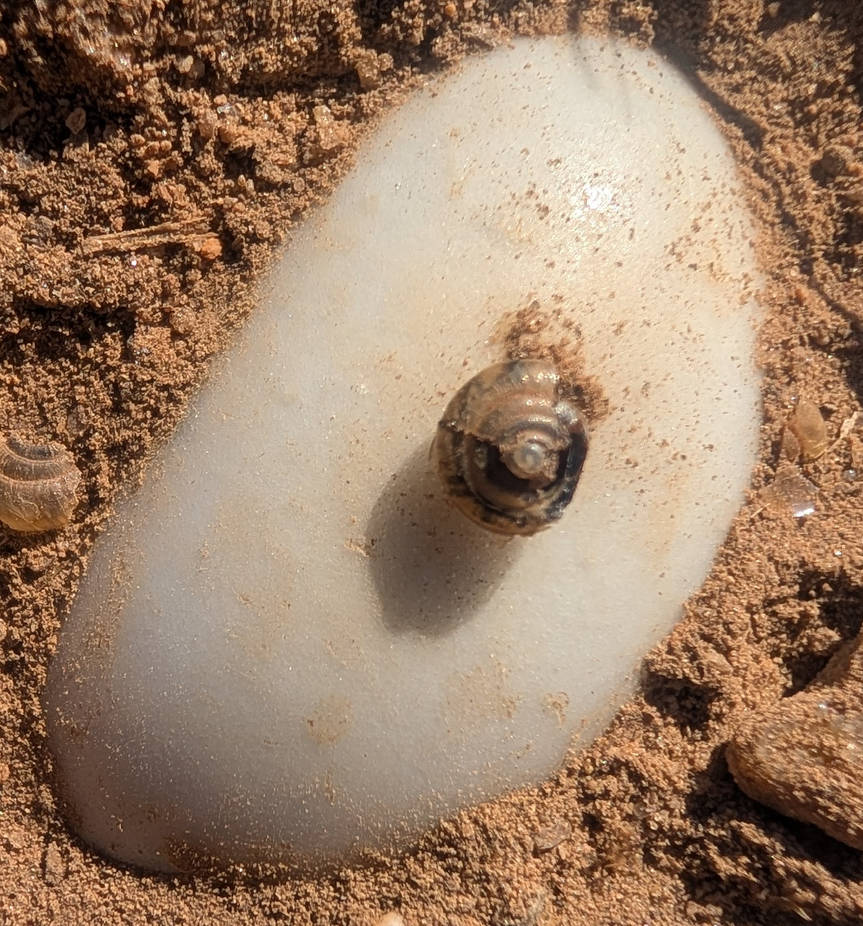 Broken Snail Shell by RoGilbert77 on DeviantArt