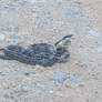 Rat Snake