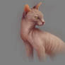 Bald Cat