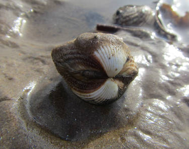 Seashell