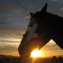 Sunset Horse