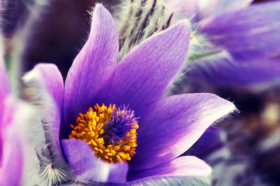 pasqueflower