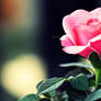 pink rose