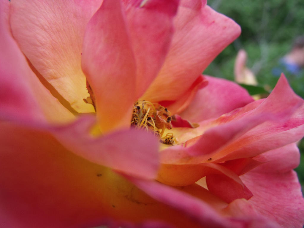 Rose Insisde Body Inside a Rose by bouncingsquares on DeviantArt