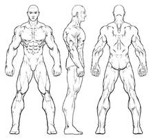 study of anatomy Man
