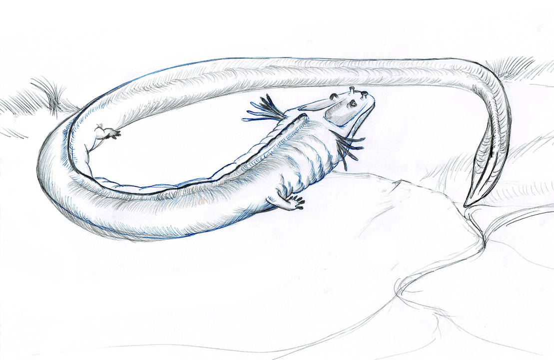 Wyrm dragon cryptid by Thrillosopher on DeviantArt