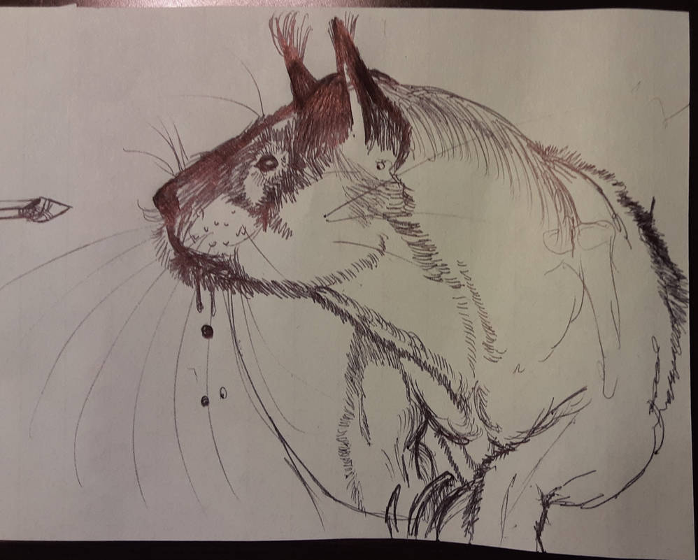 Drop Bear by Thrillosopher on DeviantArt