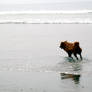 Frolic on the Beach