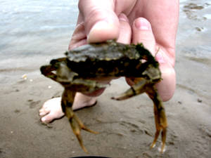 Crab