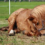 Lying down pony stock 3