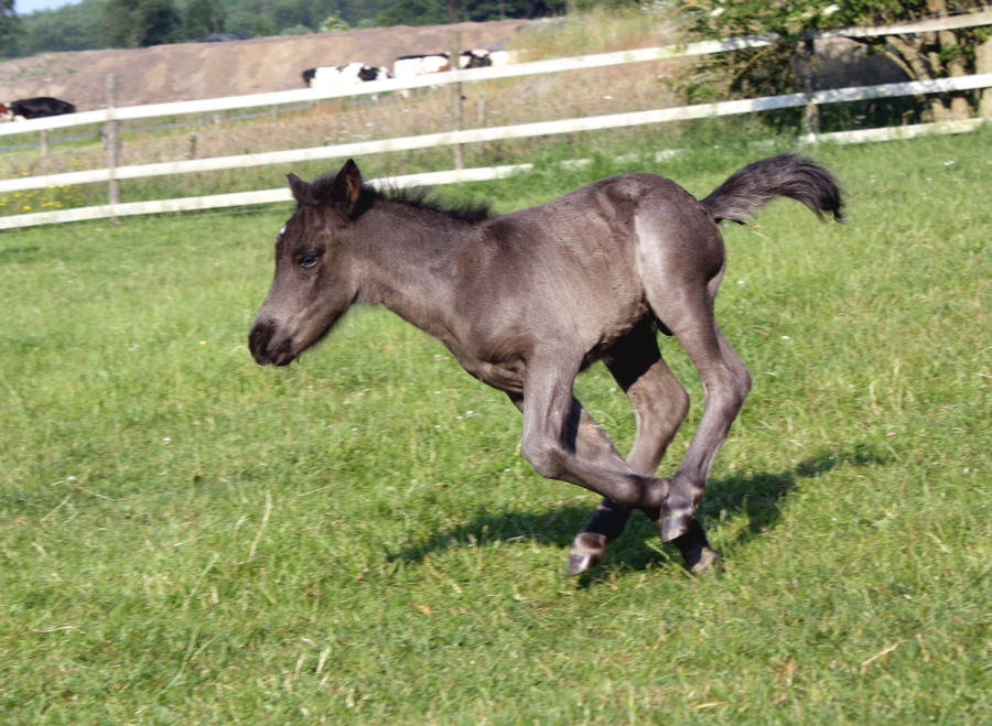 Shetland foal stock 7