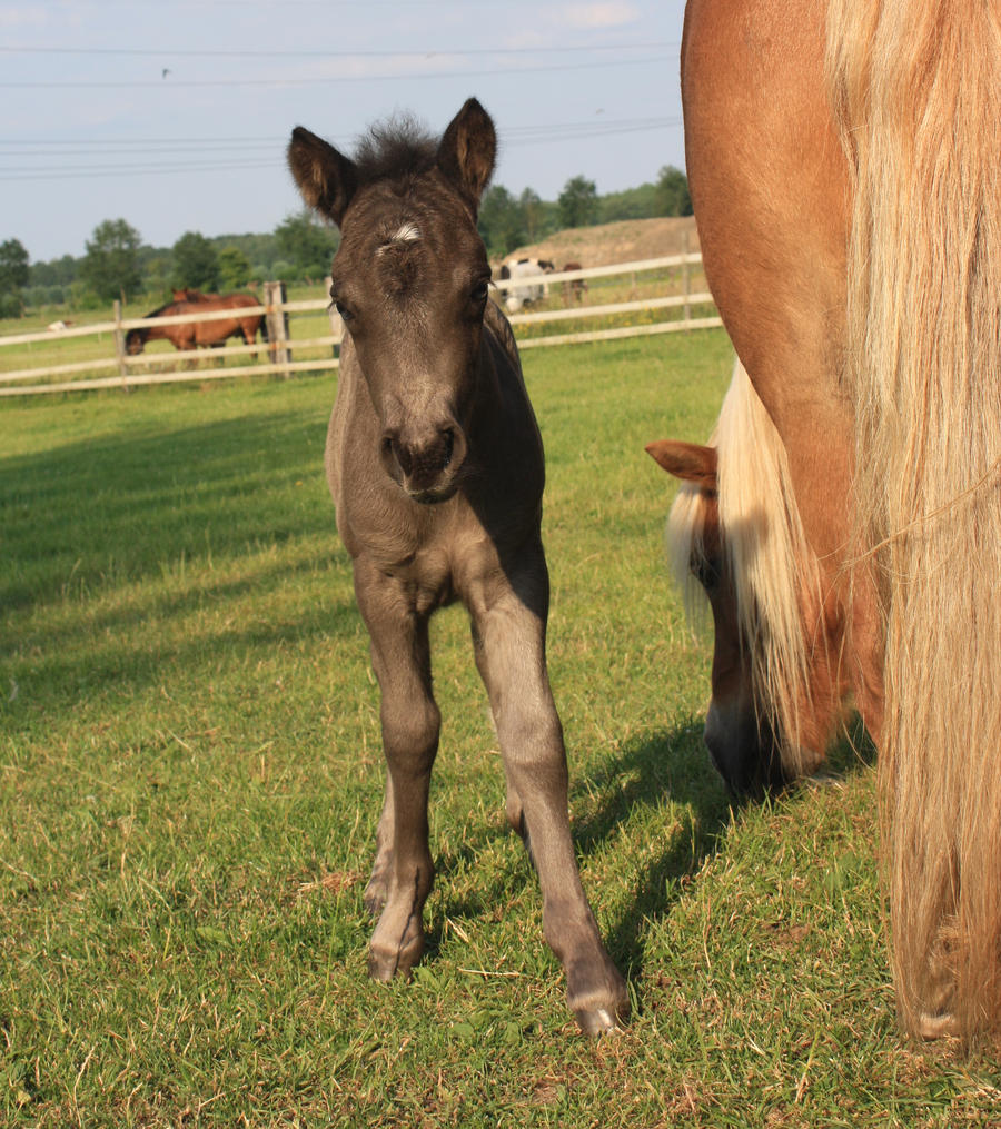 Shetland foal stock 11