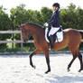 Dressage stock 28