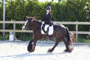 Dressage stock 37