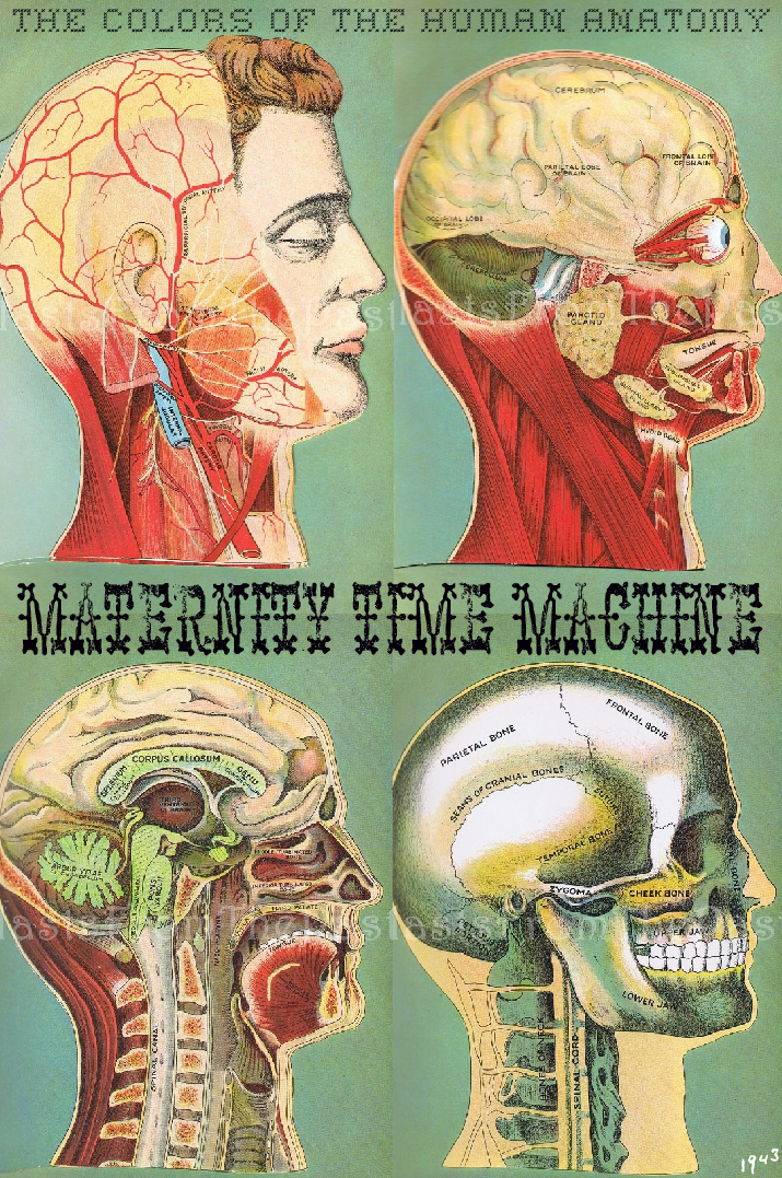 Human Body In Color Colors of the Human Anatomy by idyllicchaos on DeviantArt