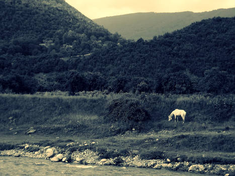 Horse and river
