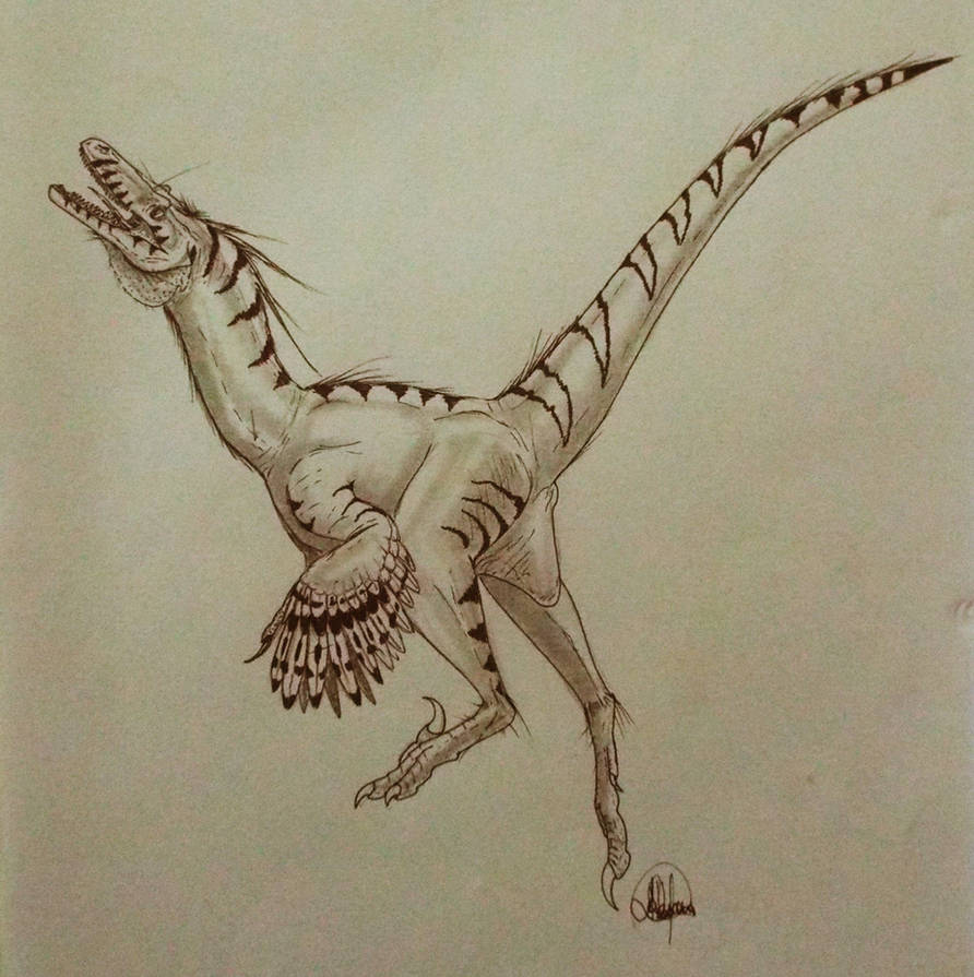 Skinny Raptor Drawing Raptor by Carcharael on DeviantArt