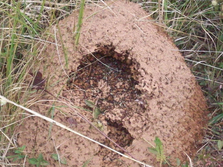 ant hill