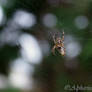 Spider Macro 1