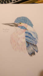 The Kingfisher