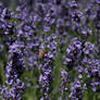 Even Bees Love Lavender