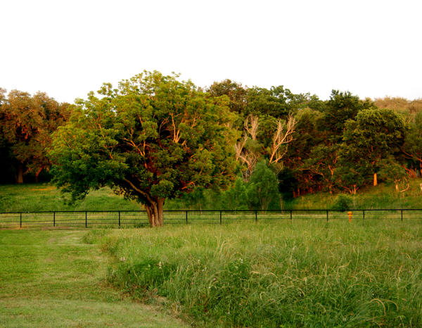 The Jesus Tree