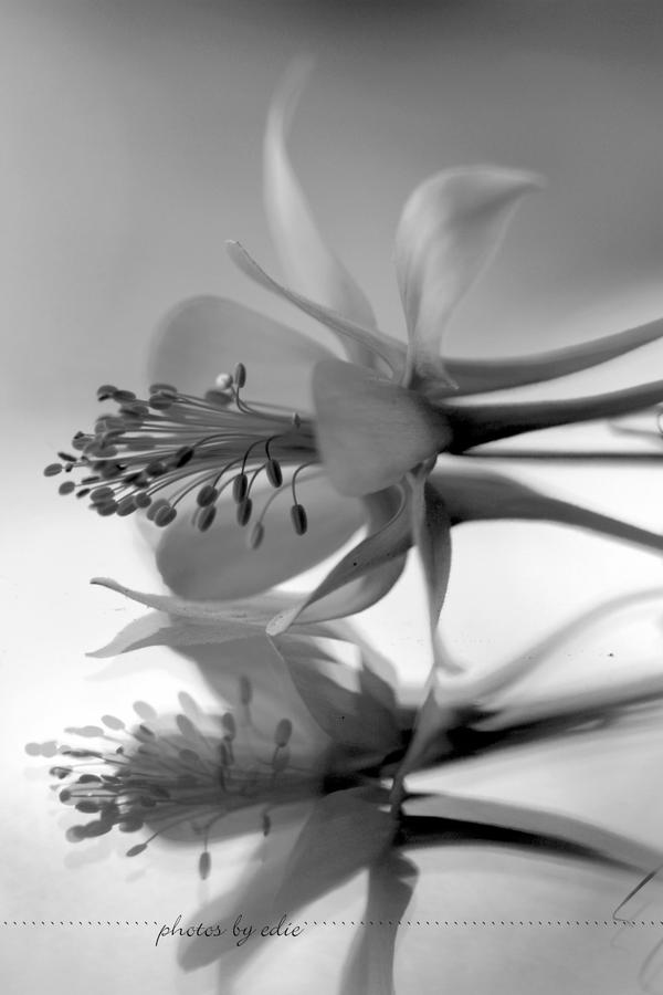 Double Vision I by 1001G on DeviantArt