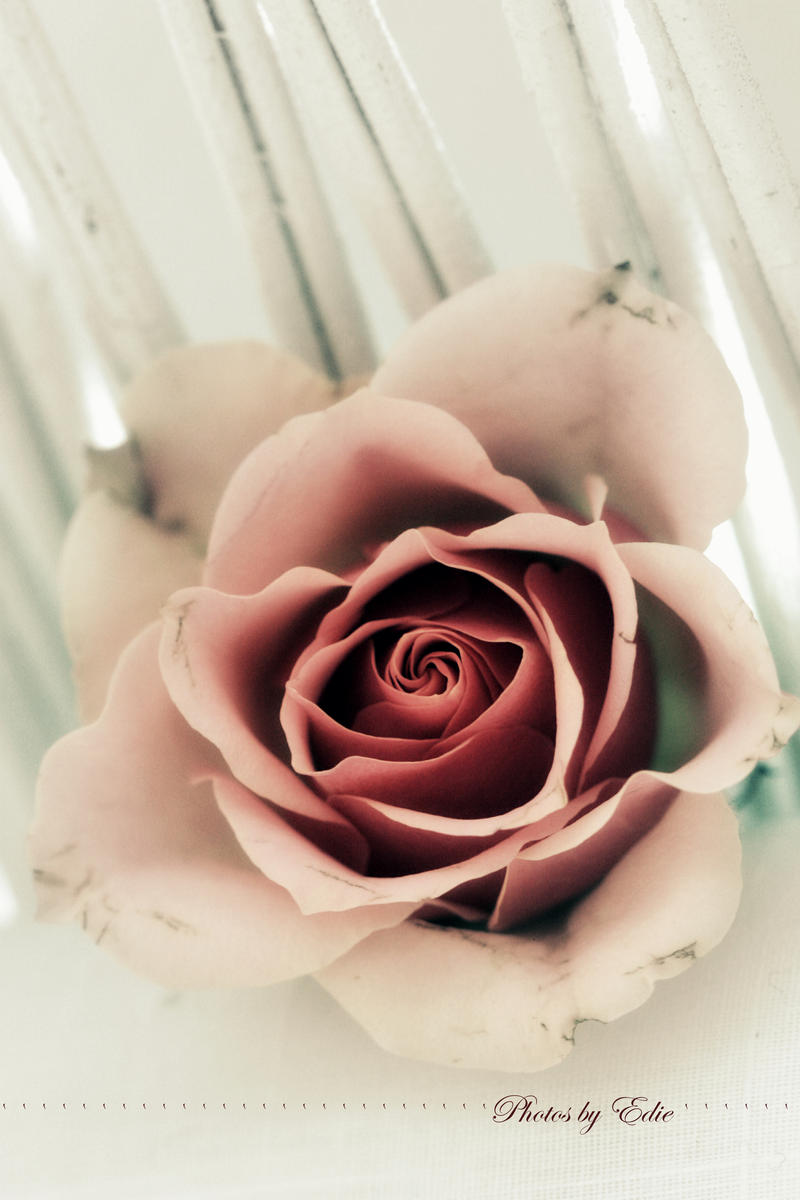 Just a Rose