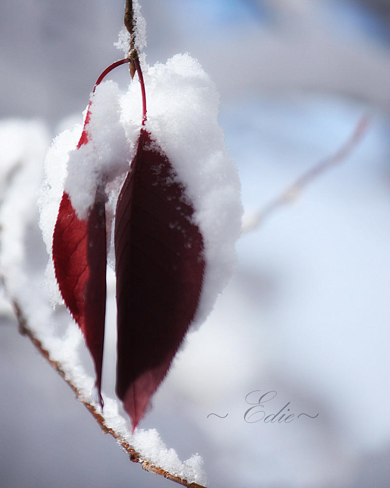 First Snowfall I