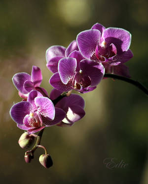 Orchid by 1001G Orchid by 1001G