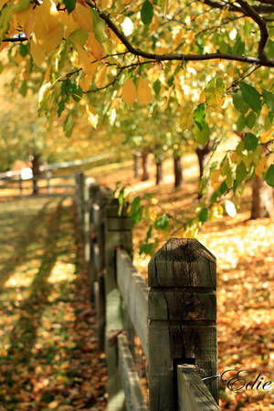 Colors of Autumn I by 1001G