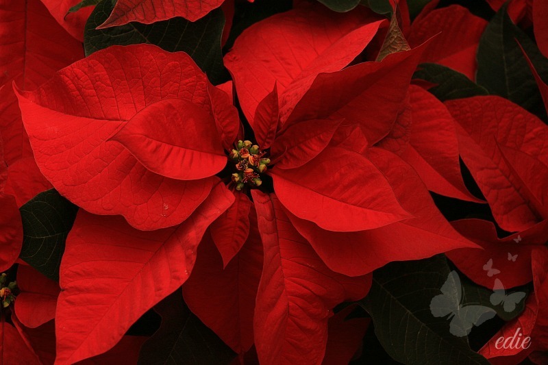 Poinsettias by 1001G Poinsettias by 1001G