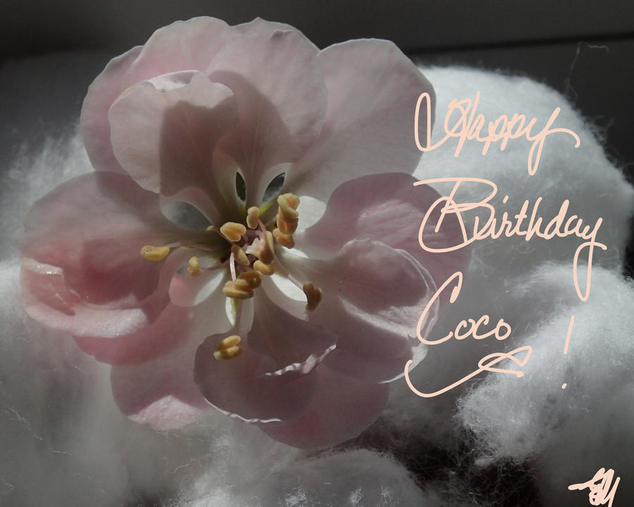 Happy Birthday, Coco