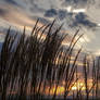 Evening grasses I