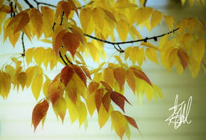 autumn ash.....