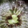 dandelion love