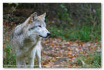 Lakota Wolf Preserve 05 by Mardonic