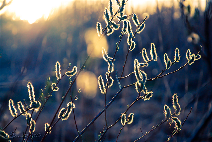 Backlight