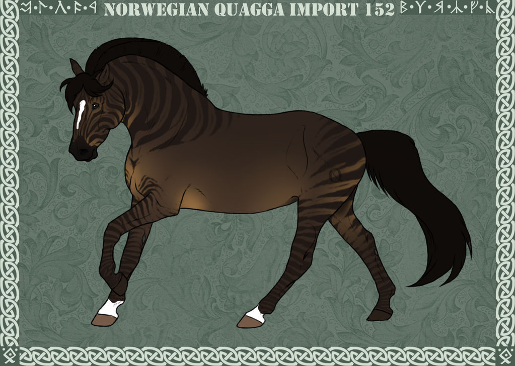 Norwegian Quagga | Import | #152