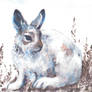 Snow hare