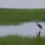 Heron in seagrass