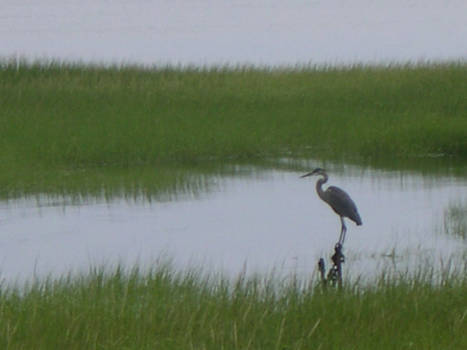 Heron in seagrass