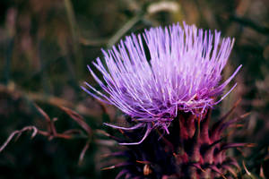 Sea Flower