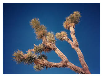 Joshua Tree National Park, CA